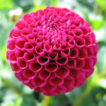 Load image into Gallery viewer, 3 tubers of lilac/purple pompon Dahlia (Rocco) Includes Postage
