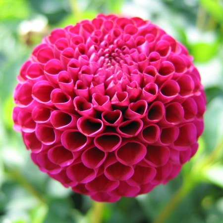 3 tubers of lilac/purple pompon Dahlia (Rocco) Includes Postage