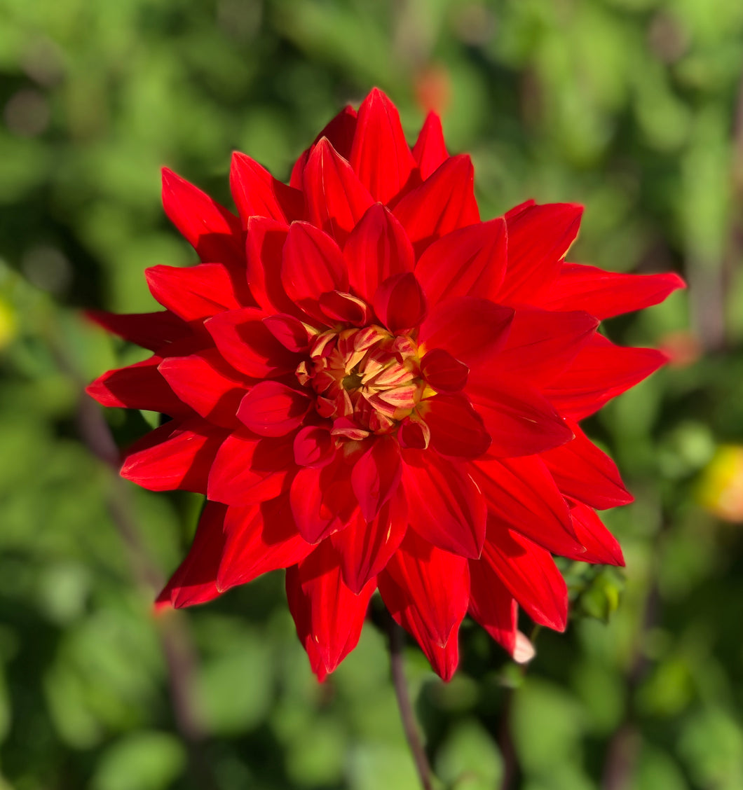 3 tubers of orange semi-cactus Dahlia (Vulcan) Includes Postage