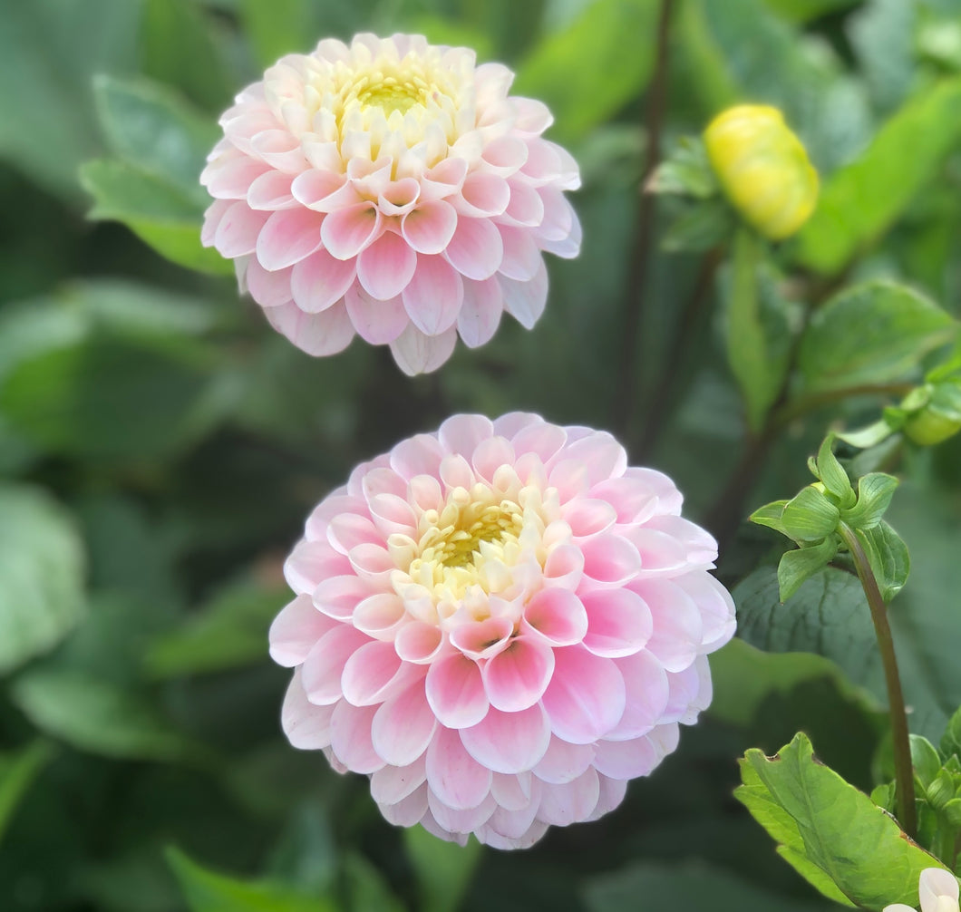 3 tubers of pink ball Dahlia (Wizard of Oz) Includes Postage