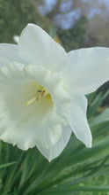 Load and play video in Gallery viewer, 30 bulbs of Daffodil (Mount Hood) Includes Postage

