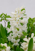 Load image into Gallery viewer, 30 bulbs of Hyacinth orientalis (Aiolos) Includes Postage
