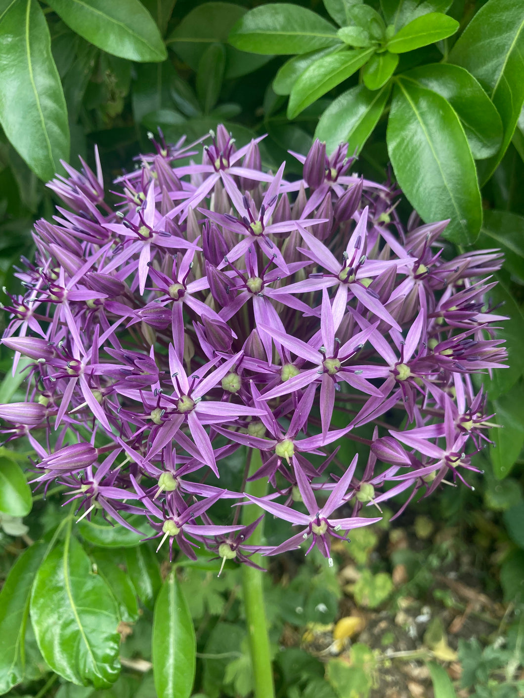6 bulbs of Allium christophii (Star of Persia) Includes Postage