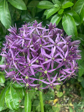 Load image into Gallery viewer, 12 bulbs of Allium christophii (Star of Persia) Includes Postage
