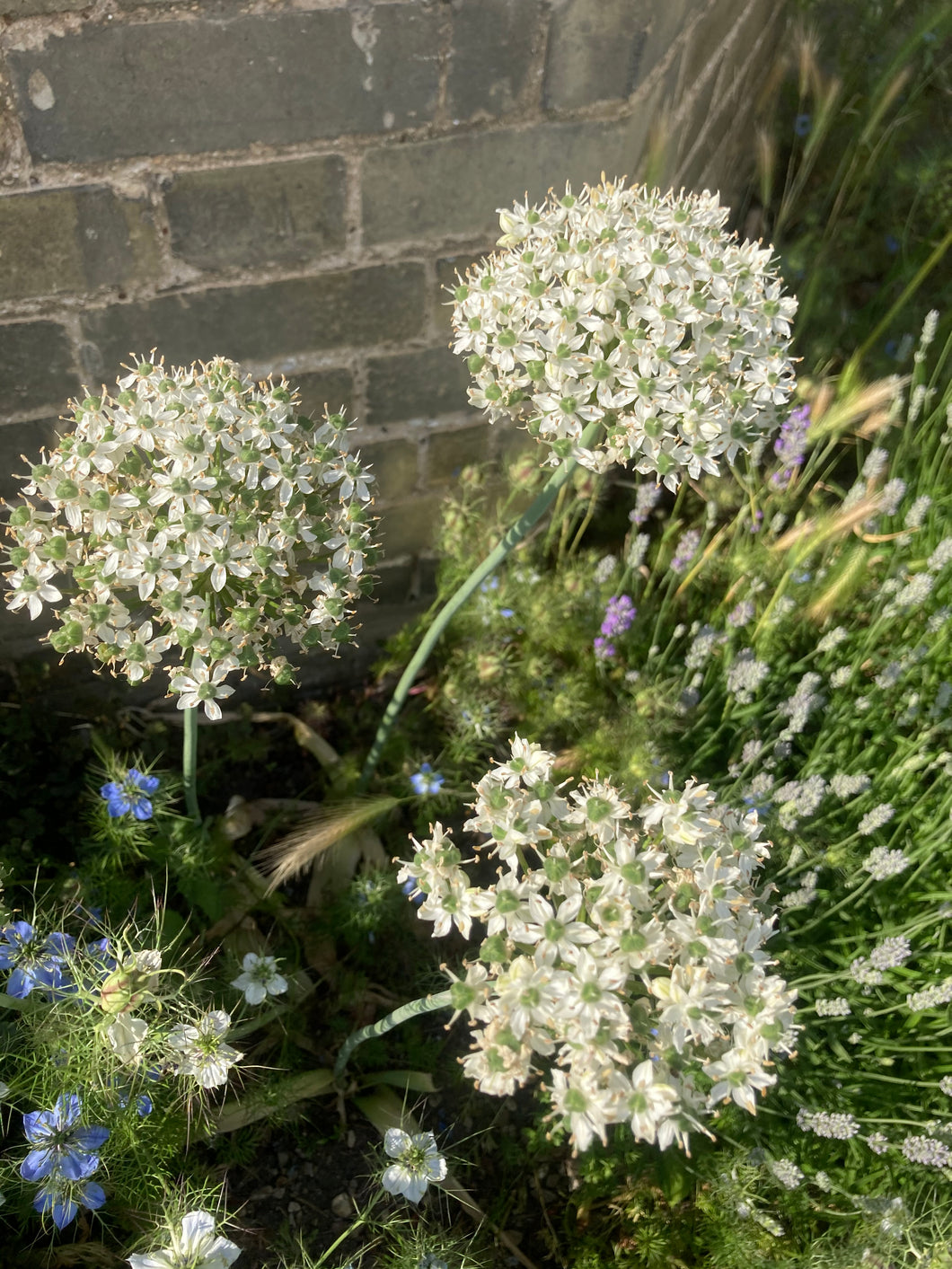 1 bulb of Allium nigrum (Black Garlic/Flat Leaved Onion) Includes Postage