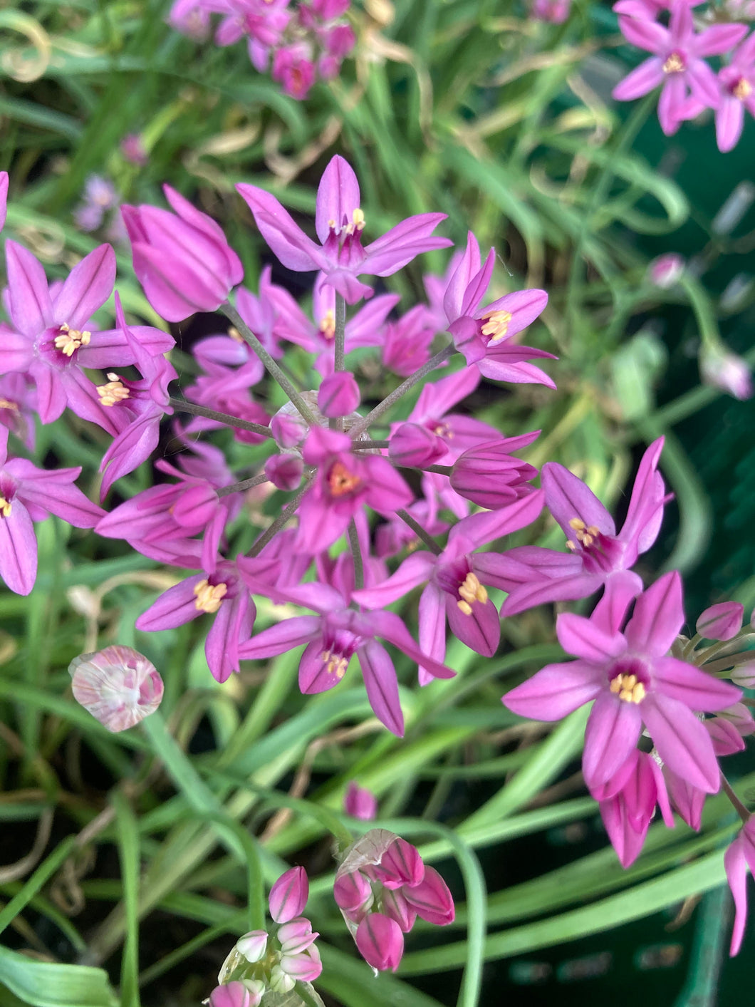 5 bulbs of Ornamental Allium oreophilum 'Ostrowkianum' (Pink Lily Leek) Includes Postage