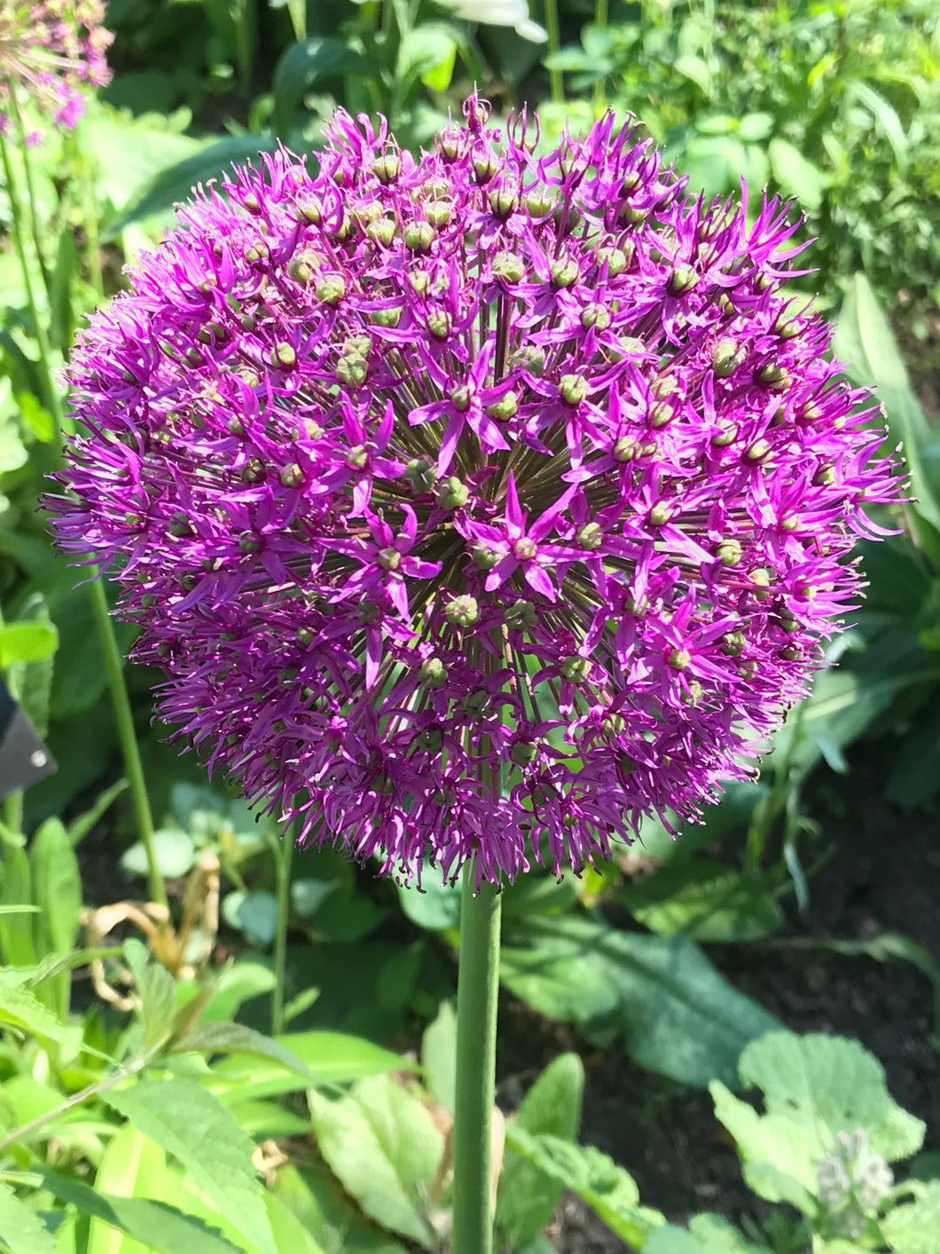 2 bulbs of Allium (Purple Sensation) Includes Postage