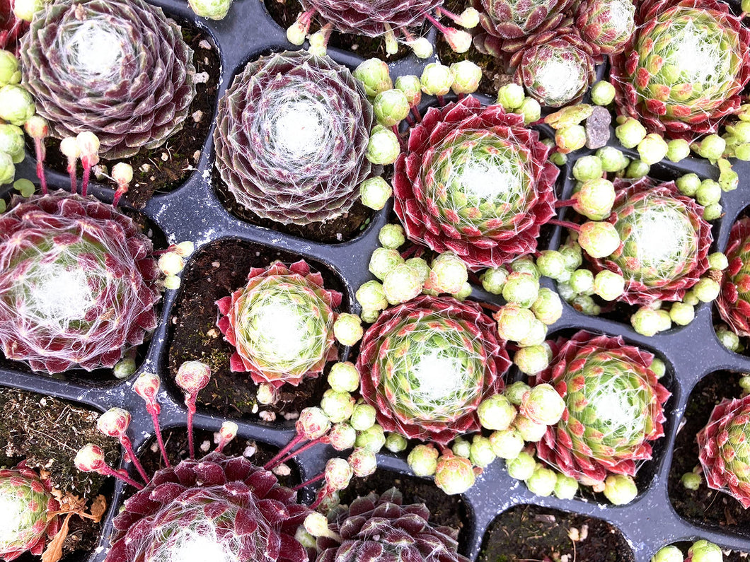 6 plants of Alpines and Succulents (mixed varieties) Includes Postage