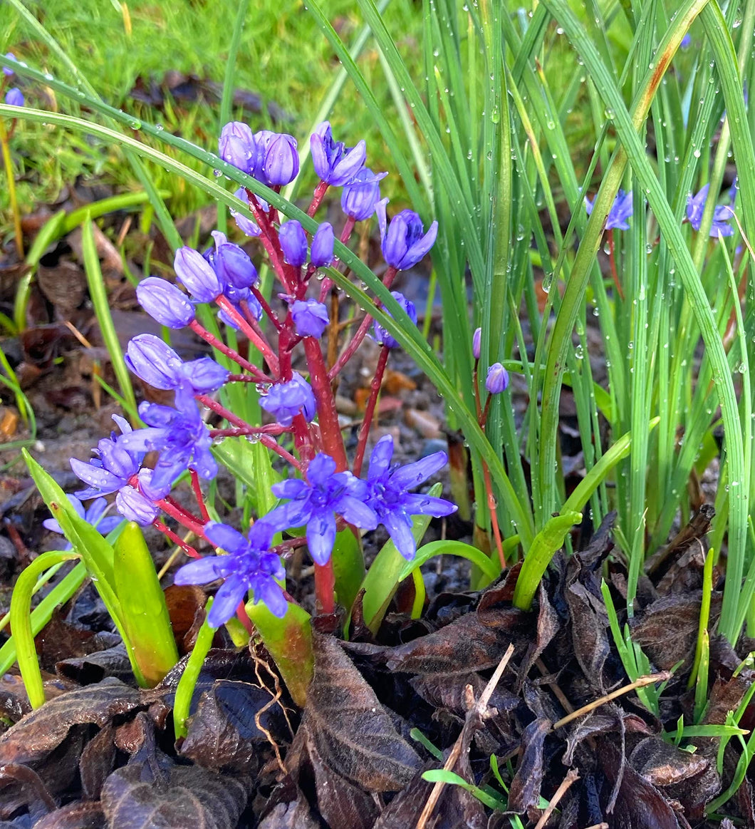 5 bulbs of Scilla bifolia (Alpine Squill) Includes Postage