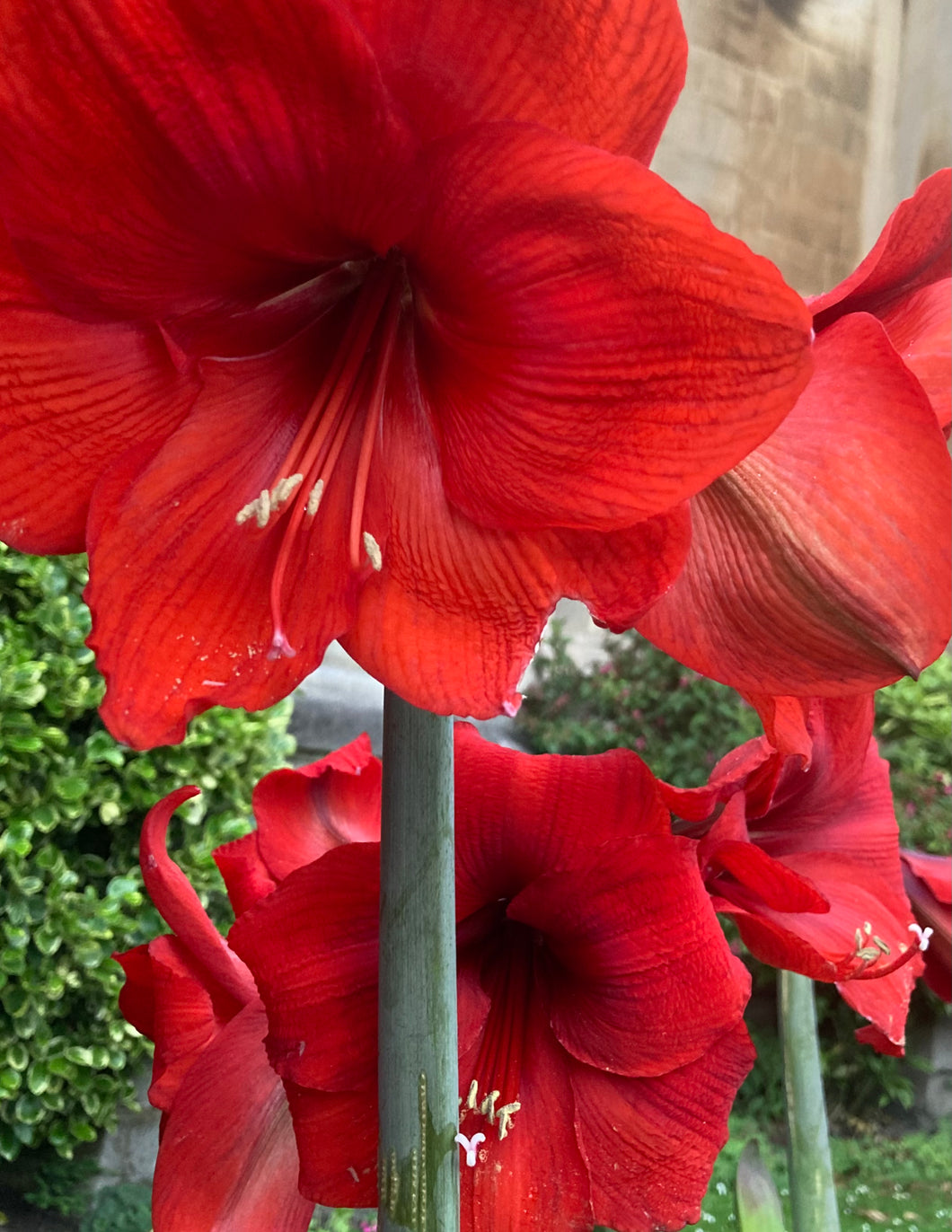 2 bulbs of Amaryllis (Red Lion) Includes Postage