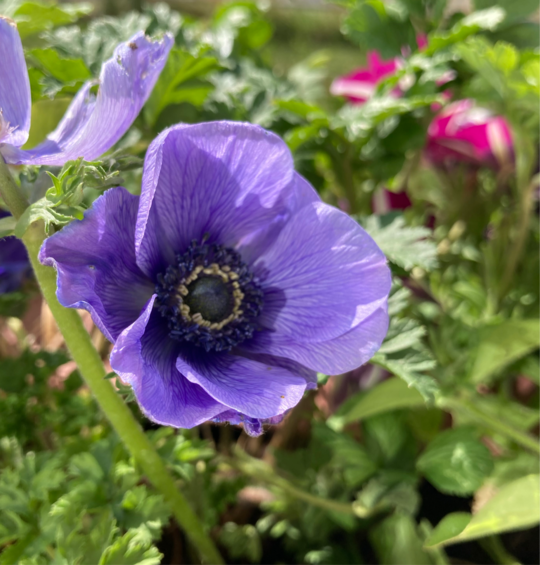 5 corms of Anemone coronaria (Mr Fokker) Includes Postage