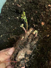 Load image into Gallery viewer, 2 budding roots of Astilbe/False Goat&#39;s Beard Includes Postage
