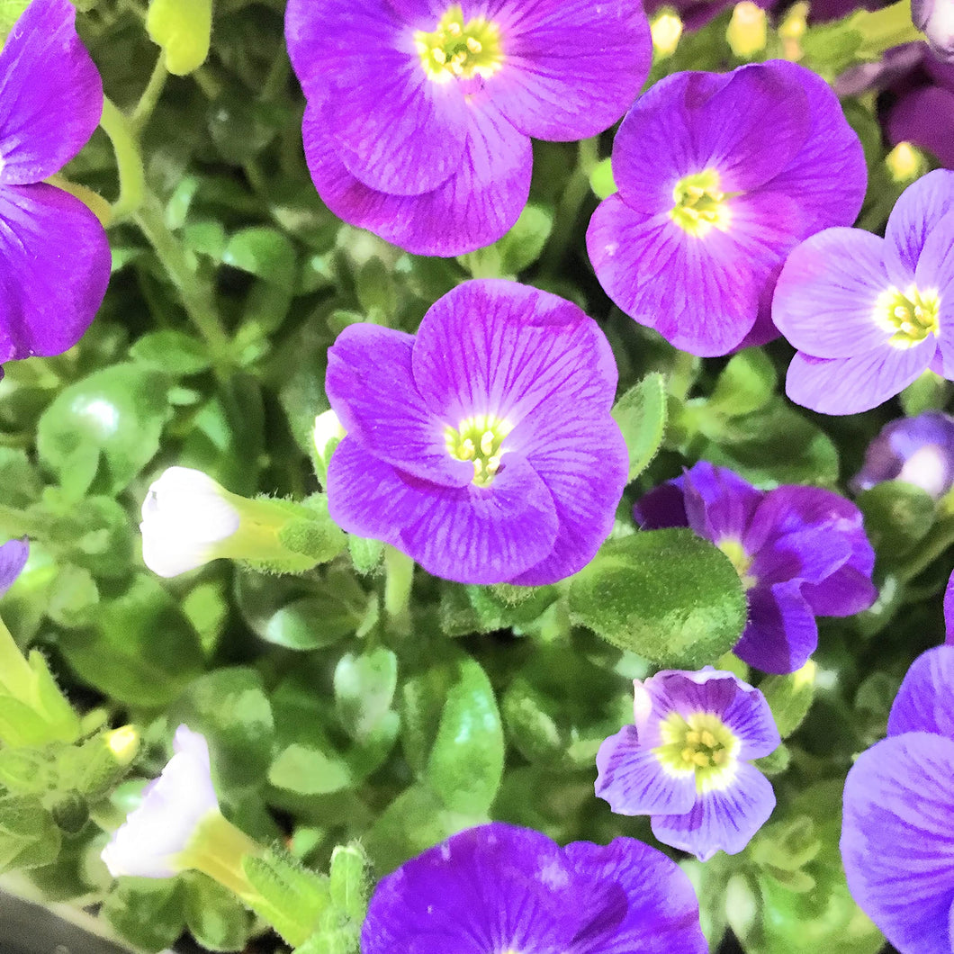2 potted plants of violet-coloured Aubretia Includes Postage
