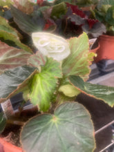 Load image into Gallery viewer, 5 Begonia plugs (mixed colours) Includes Postage
