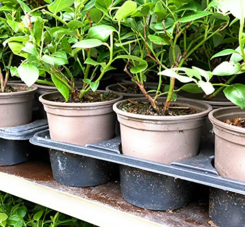 5 small transplants of mixed soft fruit plants for Grow-Your-Own (mixed varieties - Raspberry/Bilberry/Blackberry/Gooseberry/Currant) Includes Postage