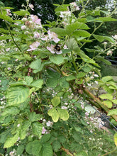 Load image into Gallery viewer, 3 small transplants of patio Thornless BlackBerry plants (Coolaris Late) Includes Postage

