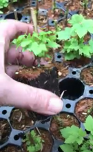Load image into Gallery viewer, 2 plugs/young transplants of Blackcurrant plants Includes Postage
