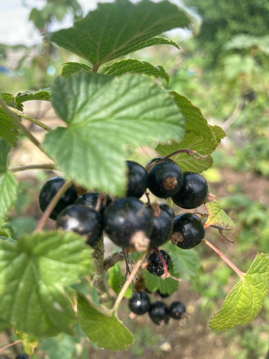 2 plugs/young transplants of Blackcurrant plants Includes Postage