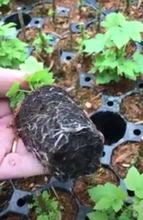 Load image into Gallery viewer, 5 plugs/young transplants of Whitecurrant plants (Summer Pearls) Includes Postage
