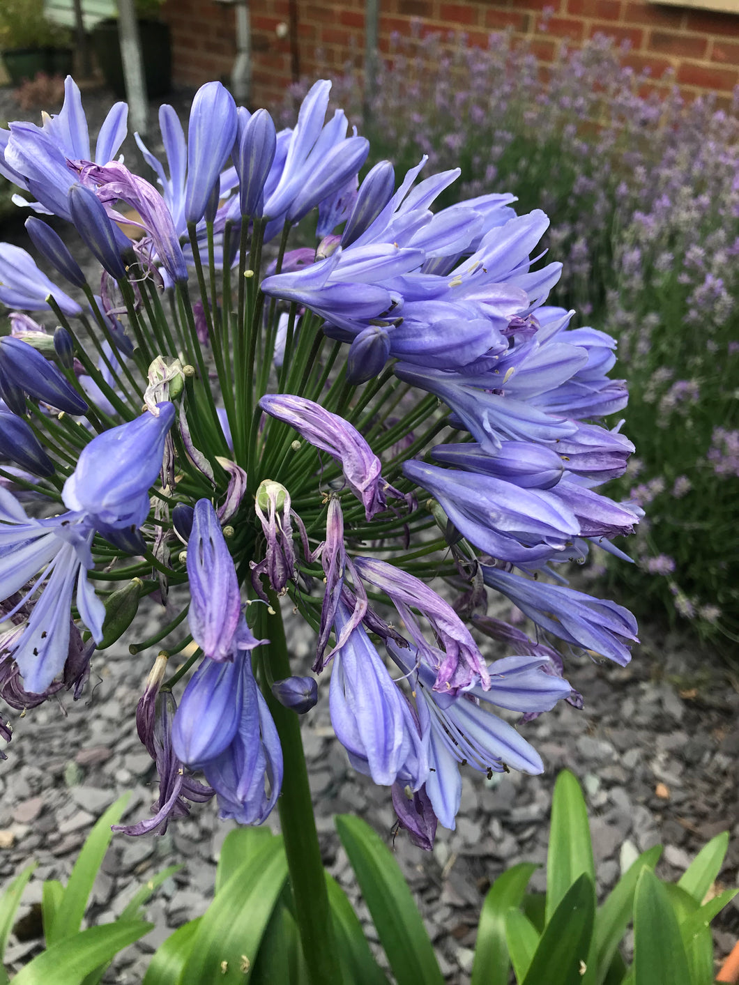 2 roots of blue Agapanthus (African Lily) Includes Postage