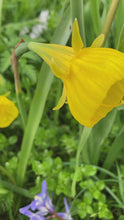Load and play video in Gallery viewer, 5 bulbs of Narcissus bulbocodium (Golden Bells) Includes Postage
