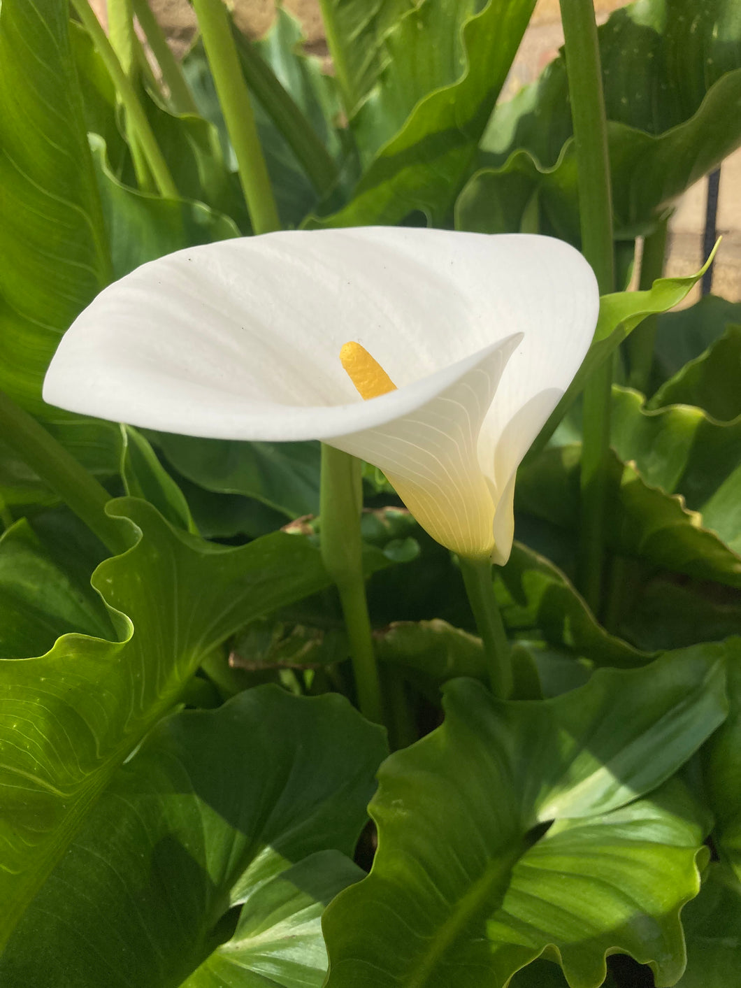 1 tuber of white Calla Lily (Zantedeschia aethiopica) Includes Postage