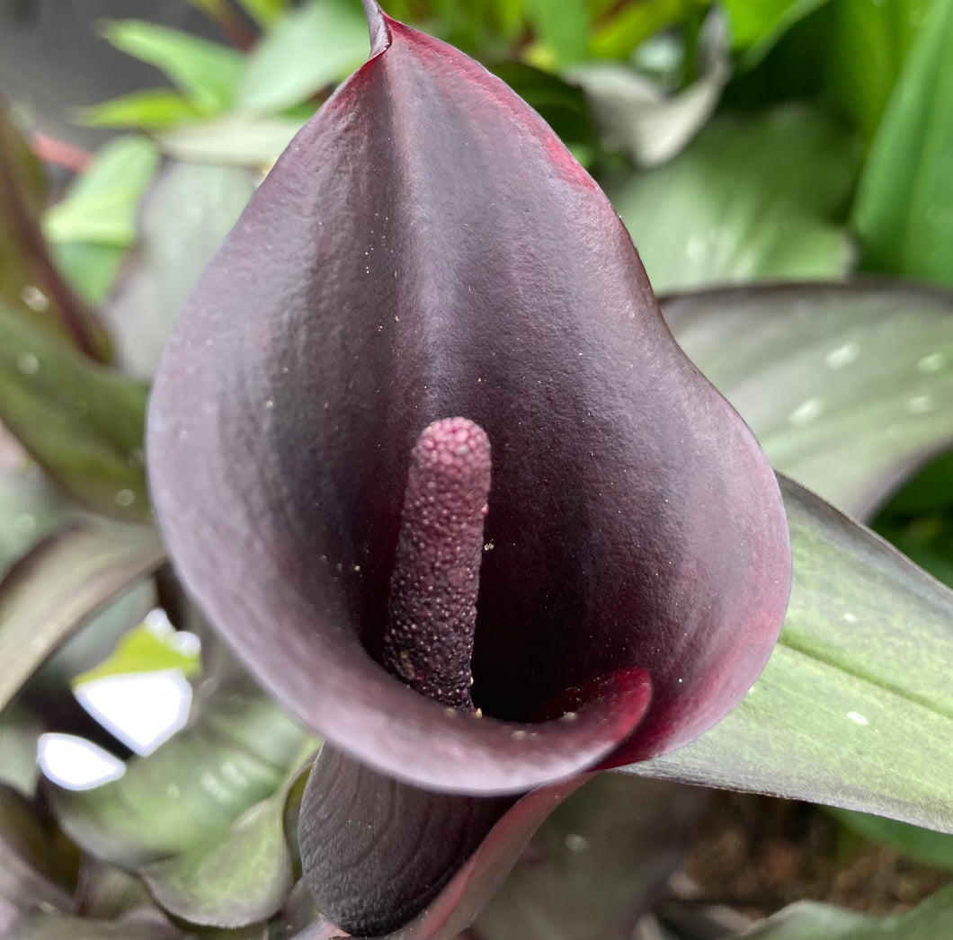 2 tubers of Calla Lily/Zantedeschia (Black Star) Includes Postage