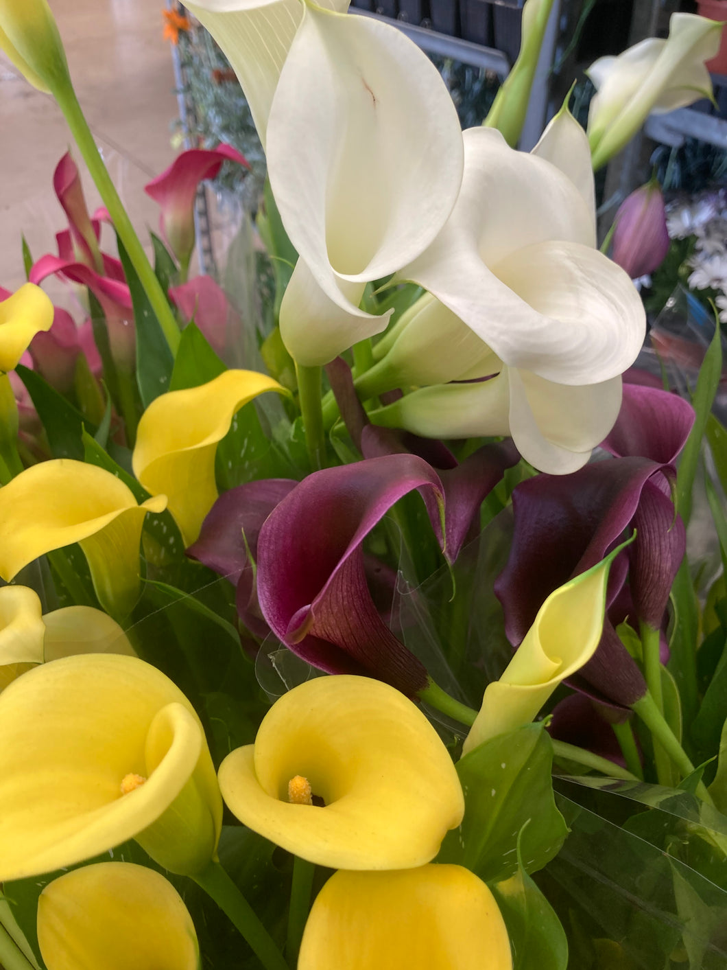 9 potted plants of Calla Lily (mixed colours) Includes Postage