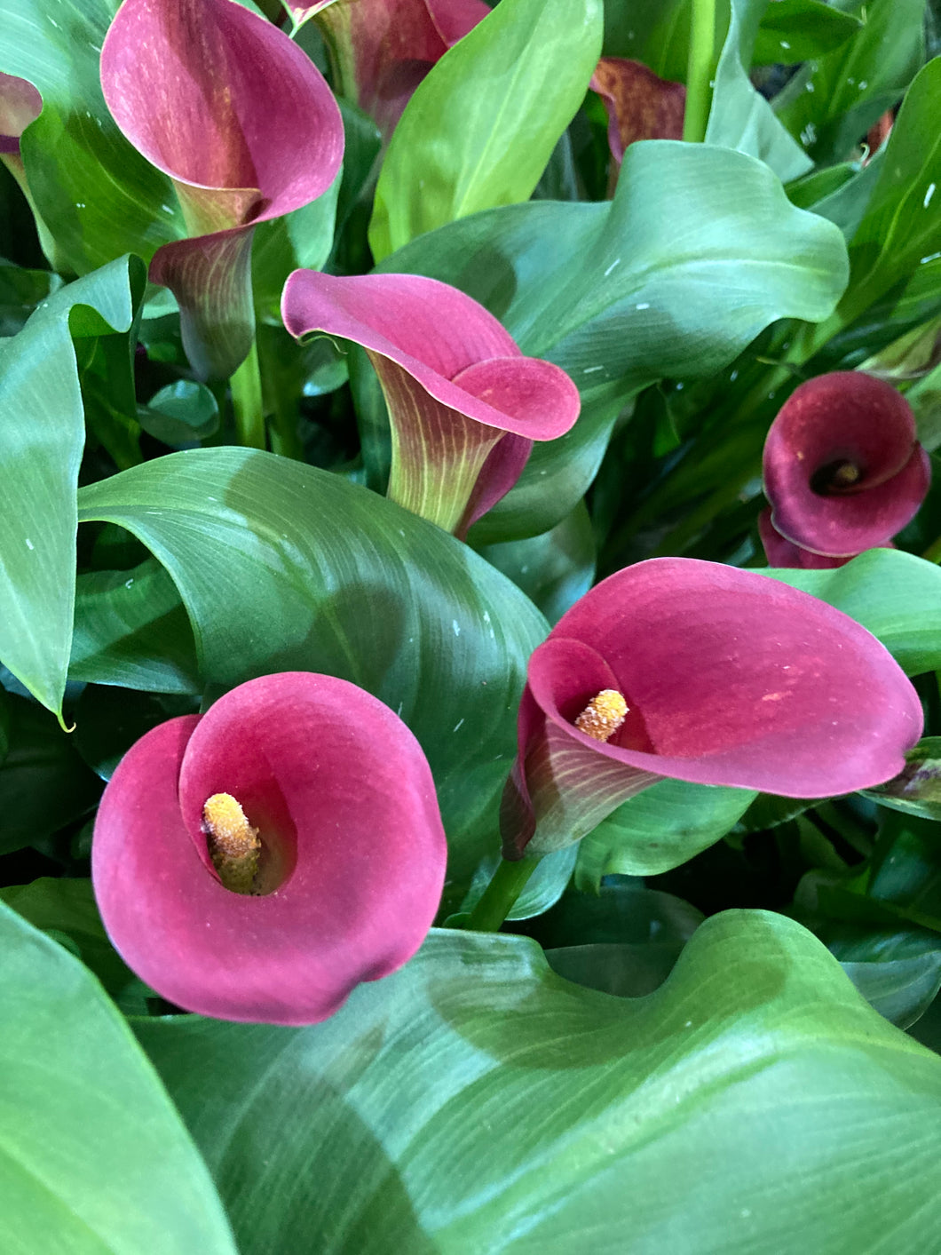 3 tubers of pink Calla Lily (Zantedeschia Rehmannii) Includes Postage