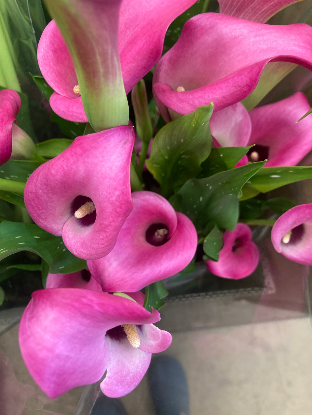 6 tubers of pink Calla Lily (Zantedeschia) Includes Postage