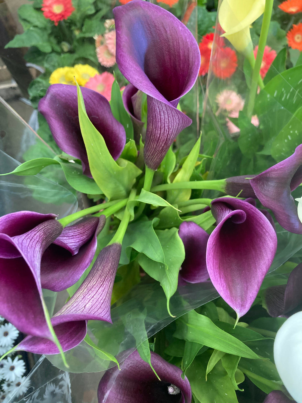 6 tubers of purple Calla Lily (Zantedescia) Includes Postage