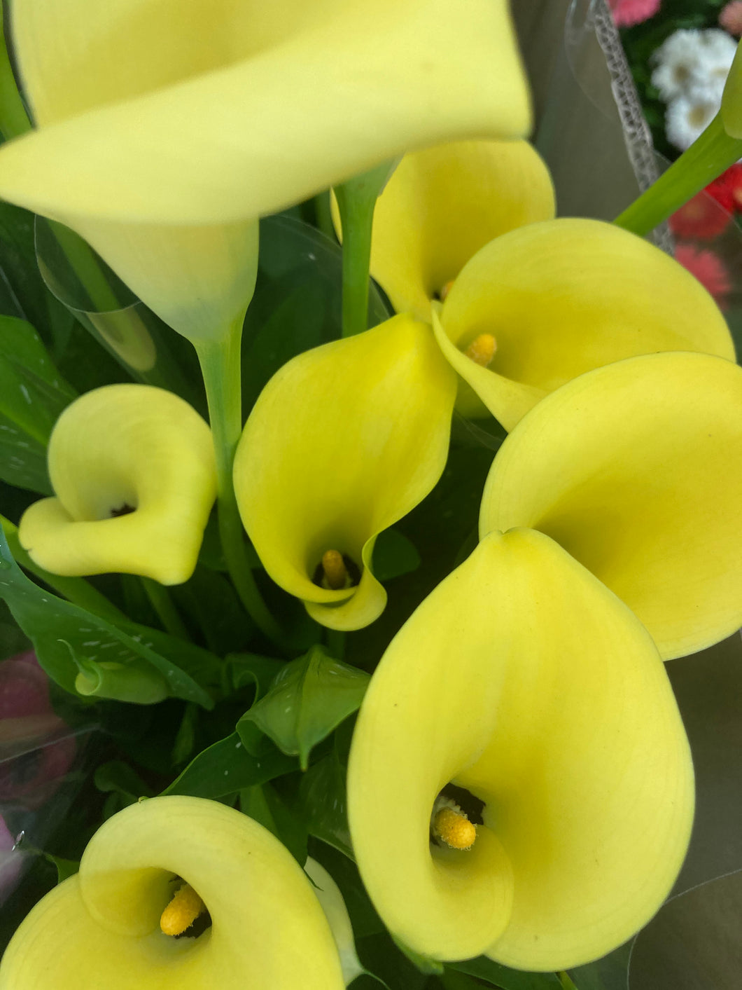 3 tubers of yellow Calla Lily/Zantedeschia (Florex Gold) Includes Postage