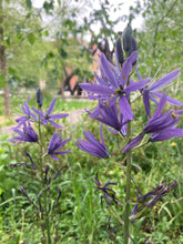 Load image into Gallery viewer, 1 bulb of Large Blue Camassia (Camassia Leichtlineii) Includes Postage
