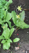 Load and play video in Gallery viewer, 3 bulbs of Erythronium pagoda (Dog&#39;s tooth violet) Includes Postage
