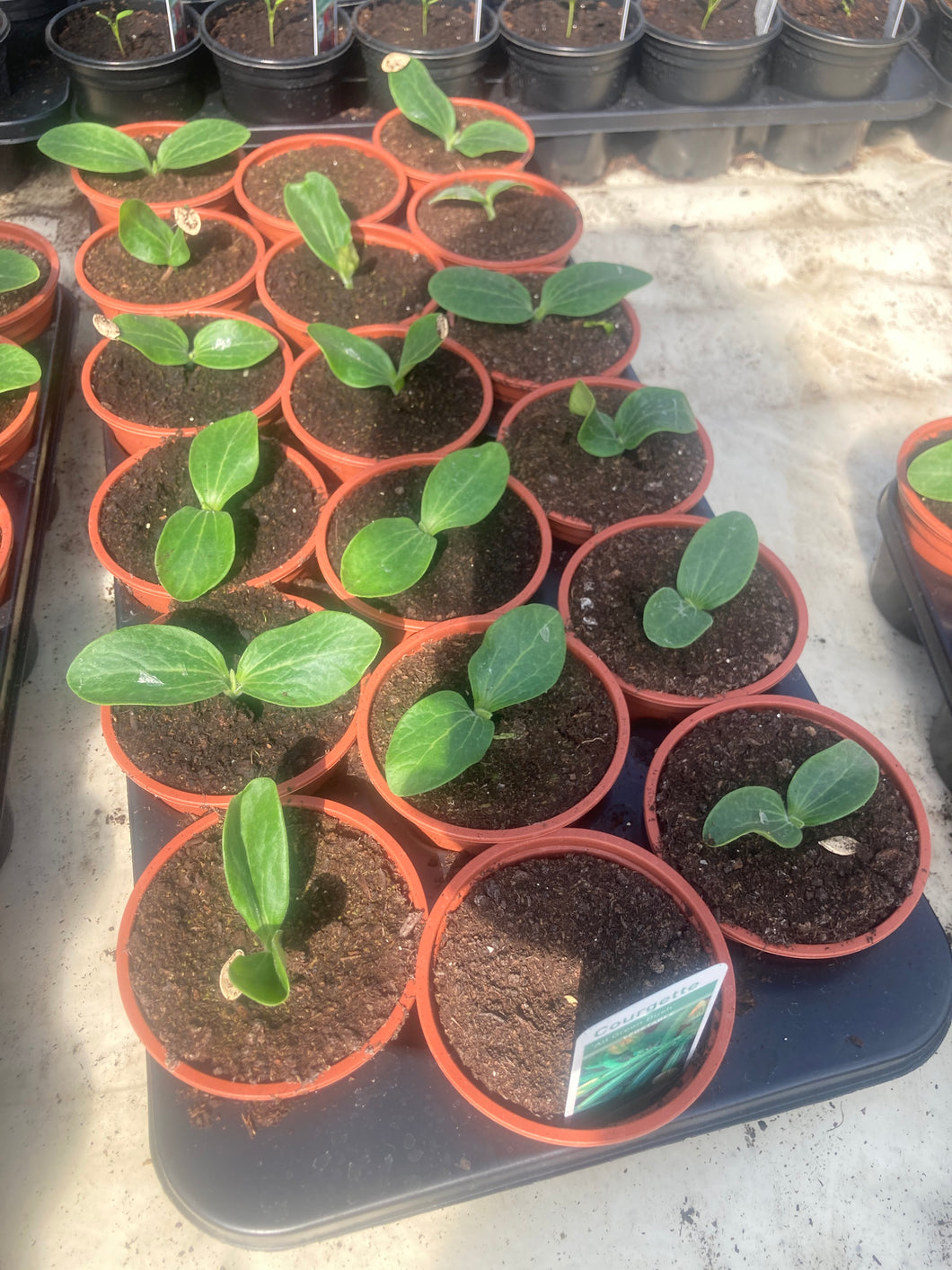 5 young plants of Courgette plants for Grow-Your-Own Includes Postage