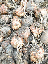 Load image into Gallery viewer, 20 corms of Crocosmia/Montbretia (mixed varieties) Includes Postage
