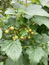 Load image into Gallery viewer, 1 plug/young transplant of Whitecurrant plants (Summer Pearls) Includes Postage
