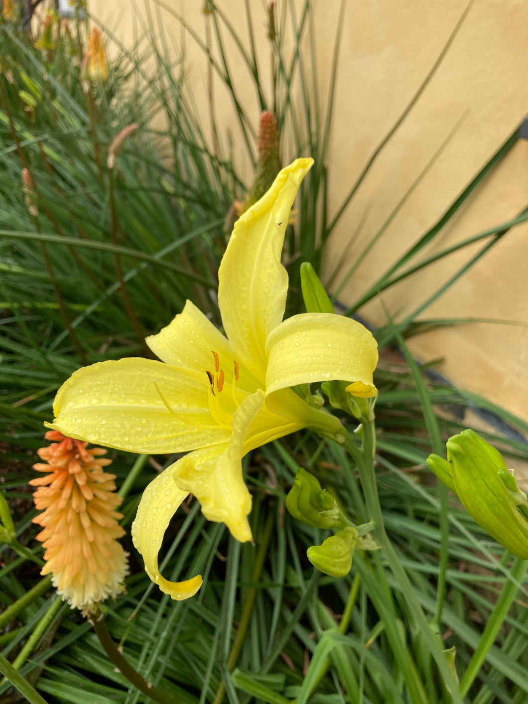 3 roots of Hemerocallis/Daylily (mixed colours) Includes Postage