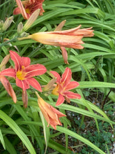 Load image into Gallery viewer, 3 roots of Hemerocallis/Daylily (mixed colours) Includes Postage
