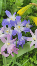 Load and play video in Gallery viewer, 30 bulbs of Chionodoxa (mixed varieties) Includes Postage
