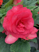Load image into Gallery viewer, 6 potted plants of double Begonia (mixed colours) Includes Postage
