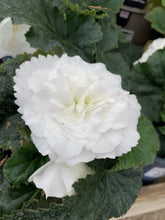 Load image into Gallery viewer, 6 potted plants of double Begonia (mixed colours) Includes Postage
