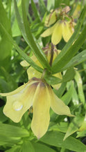 Load and play video in Gallery viewer, 2 bulbs of Fritillaria raddeana (Creamy Yellow) Includes Postage
