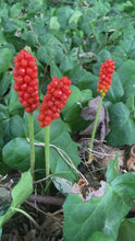 Load and play video in Gallery viewer, 2 tubers of Arum italicum (Italian Lords and Ladies) Includes Postage
