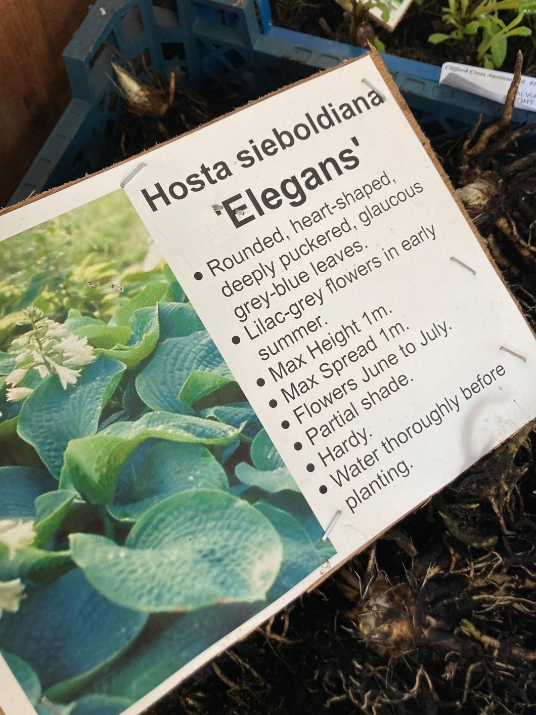 3 roots of Giant Blue Hosta (Hosta sieboldiana var. Elegans) Includes Postage