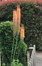 Load image into Gallery viewer, 3 roots/crowns of Desert candle (Eremurus Ruiter Hybrids) Includes Postage
