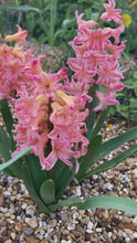 Load and play video in Gallery viewer, 50 bulbs of Hyacinth orientalis (Gypsy Queen) Includes Postage
