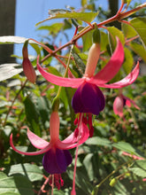 Load image into Gallery viewer, 3 plugs of Hardy Fuschia (Beacon) Includes Postage
