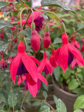 Load image into Gallery viewer, 6 plugs of Hardy Fuschia (Tom Thumb) Includes Postage
