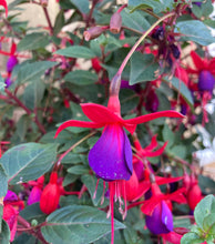 Load image into Gallery viewer, 3 plugs of Hardy Fuschia (Tom Thumb) Includes Postage
